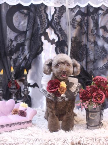 20231026モカくん